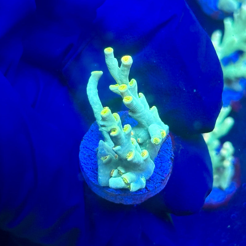 P1-D04-M12 || KFC Malaysian Speciosa SPS Frag WYSIWYG