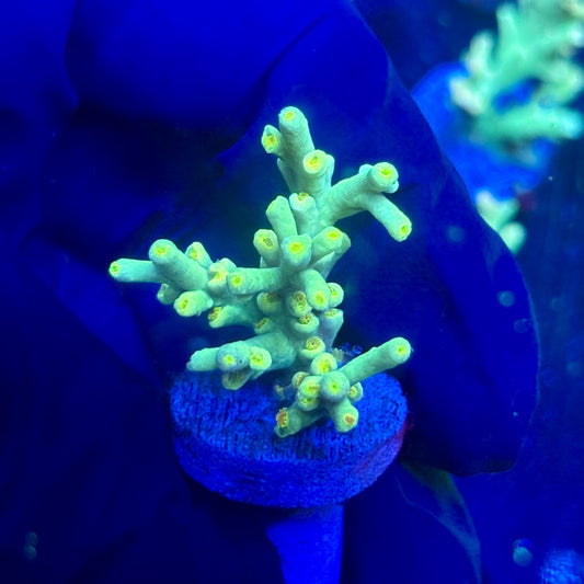 P1-D06-M12 || KFC Malaysian Speciosa SPS Frag WYSIWYG