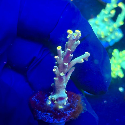 P1-D07-M12 || KFC Malaysian Speciosa SPS Frag WYSIWYG