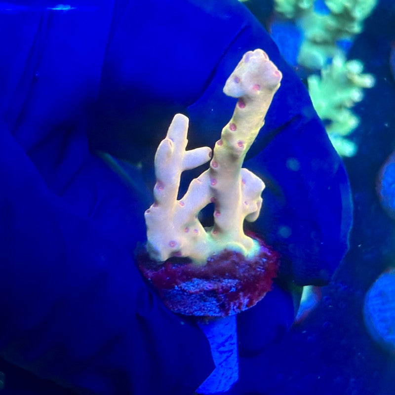 P1-E02-M12 || KFC Malaysian Lokani SPS Frag WYSIWYG