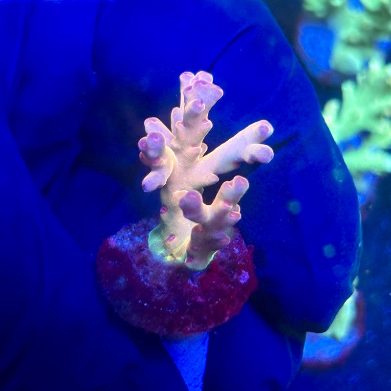 P1-E04-M12 || KFC Malaysian Lokani SPS Frag WYSIWYG