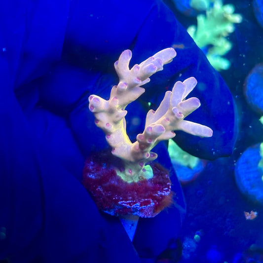 P1-E05-M12 || KFC Malaysian Lokani SPS Frag WYSIWYG