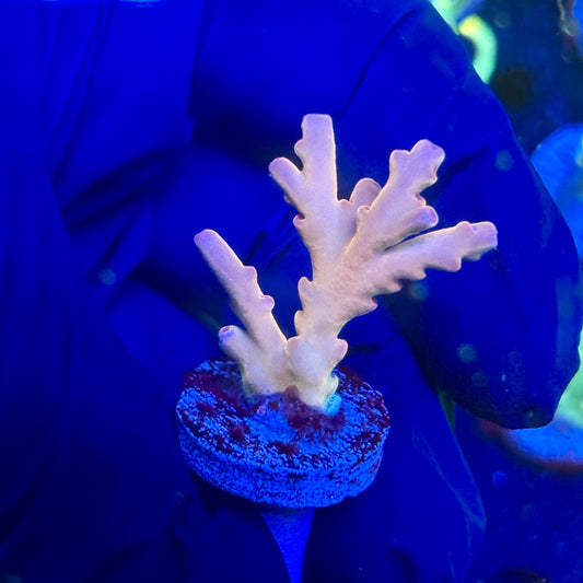 P1-E07-M12 || KFC Malaysian Lokani SPS Frag WYSIWYG