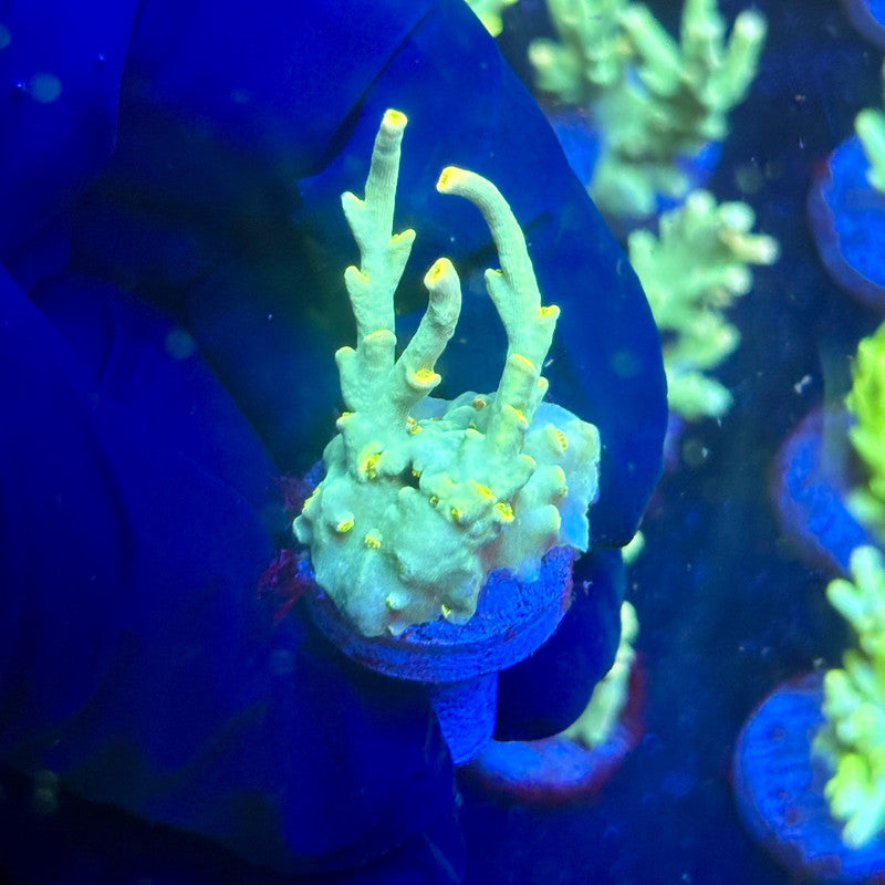 P1-F02-M12 || KFC Malaysian Speciosa SPS Frag WYSIWYG