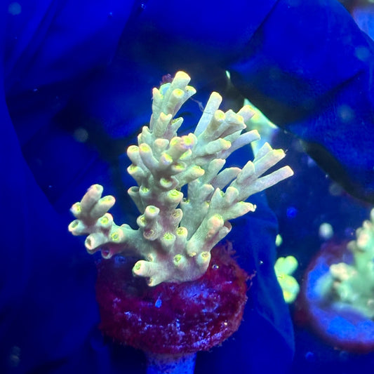 P1-F04-M12 || KFC Malaysian Speciosa SPS Frag WYSIWYG