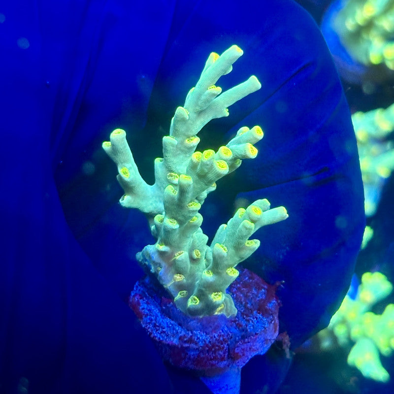 P1-F06-M12 || KFC Malaysian Speciosa SPS Frag WYSIWYG