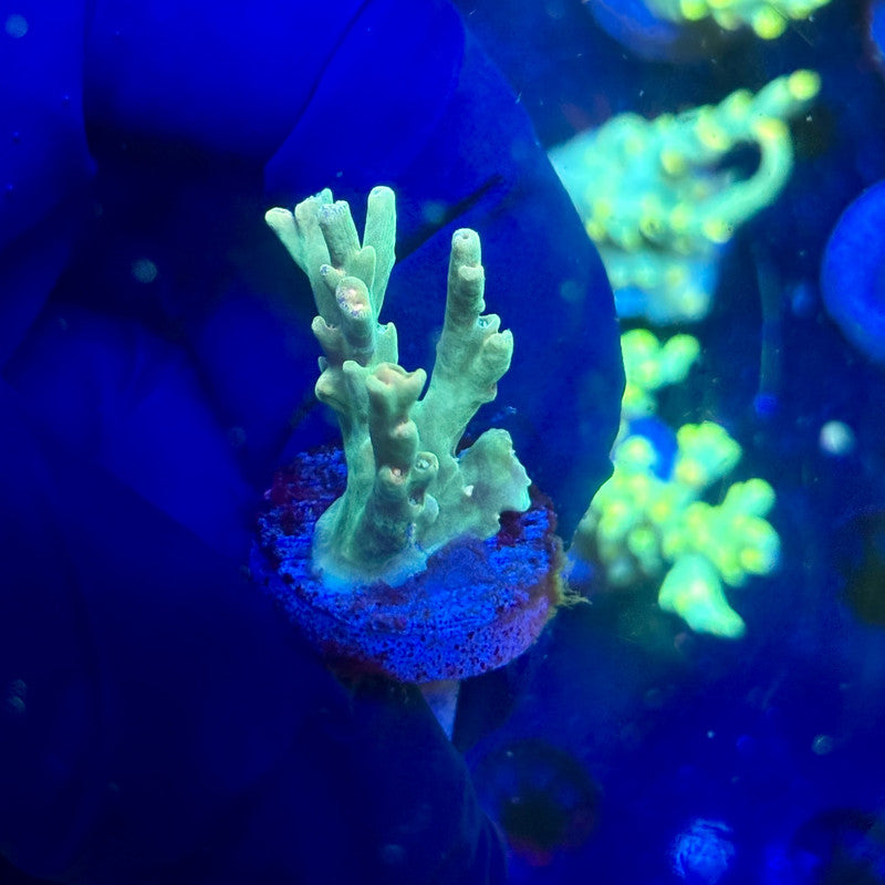 P1-G01-M12 || KFC Malaysian Speciosa SPS Frag WYSIWYG