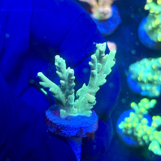 P1-G05-M12 || KFC Malaysian Speciosa SPS Frag WYSIWYG