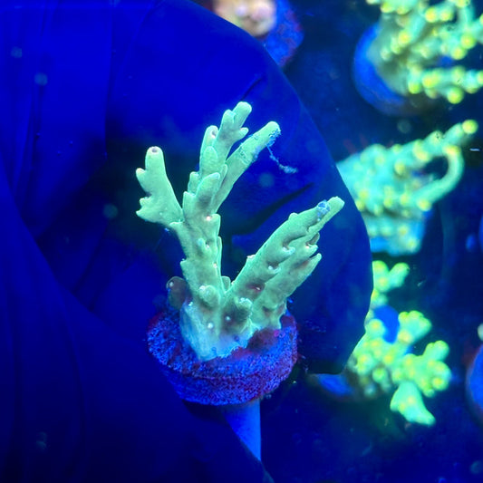 P1-G06-M12 || KFC Malaysian Speciosa SPS Frag WYSIWYG