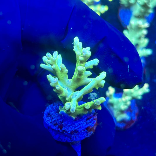 P1-H01-M12 || KFC Malaysian Speciosa SPS Frag WYSIWYG