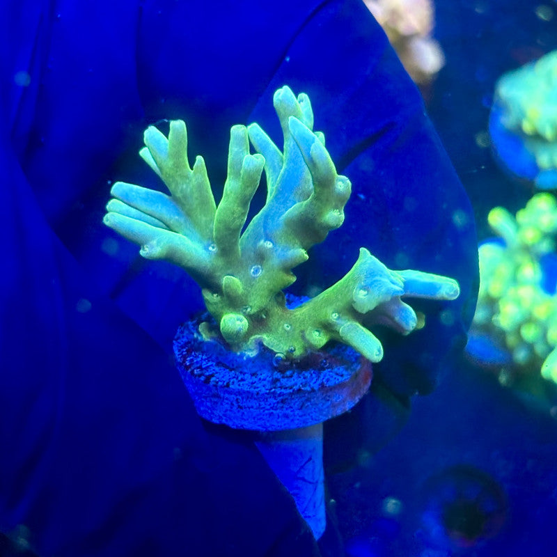 P1-H06-M12 || KFC Malaysian Speciosa SPS Frag WYSIWYG