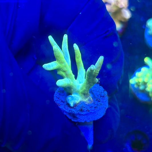 P1-H07-M12 || KFC Malaysian Speciosa SPS Frag WYSIWYG