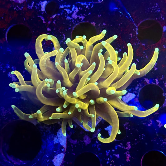 B3-02-M12 || 1 Head Hell Fire Torch WYSIWYG