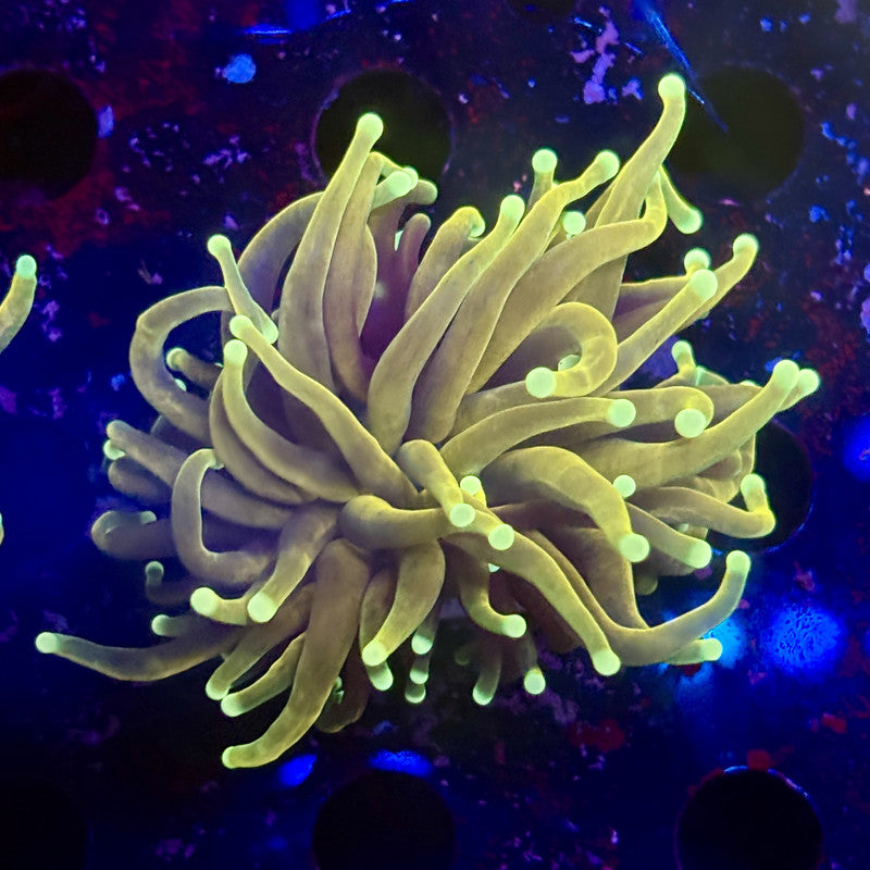 B3-03-M12 || 1 Head Hell Fire Torch WYSIWYG