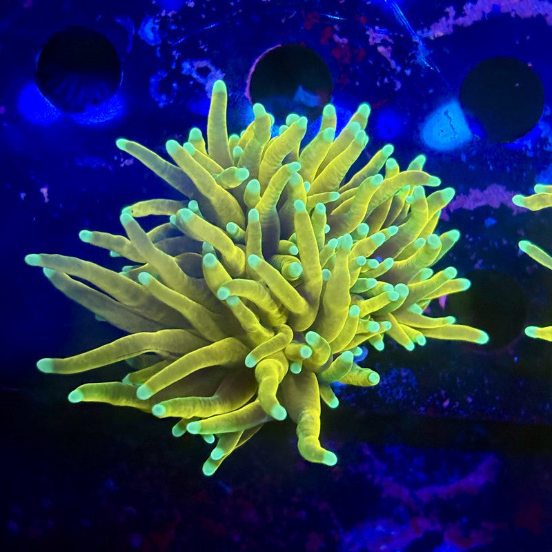 Q3-01-M12 || 2 Head Hell Fire Torch WYSIWYG