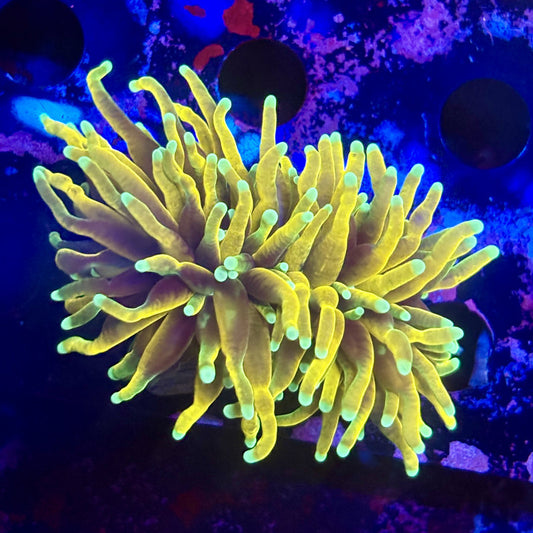 Q3-04-M12 || 2 Head Hell Fire Torch WYSIWYG