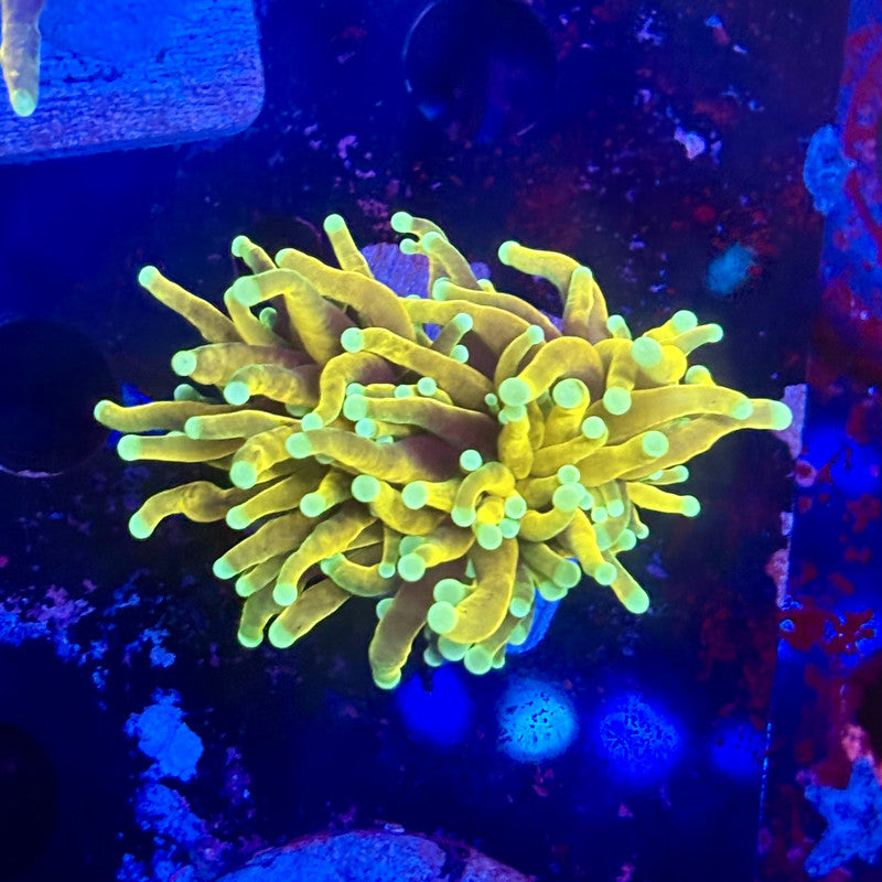 Q3-05-M12 || 1 Head Hell Fire Torch WYSIWYG