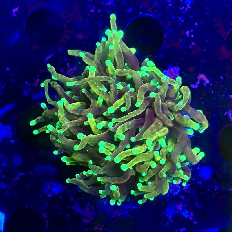 Q3-08-M12 || 1 Head Dragon Soul Torch WYSIWYG