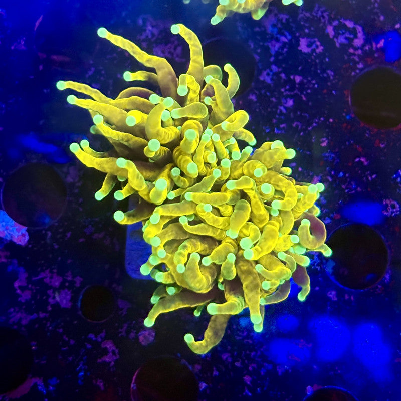 Q3-13-M12 || 2 Head Hell Fire Torch WYSIWYG