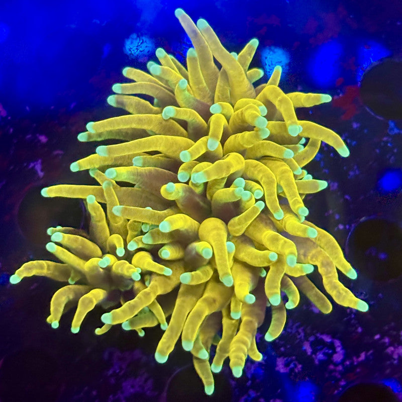 Q3-14-M12 || 2 Head Hell Fire Torch WYSIWYG