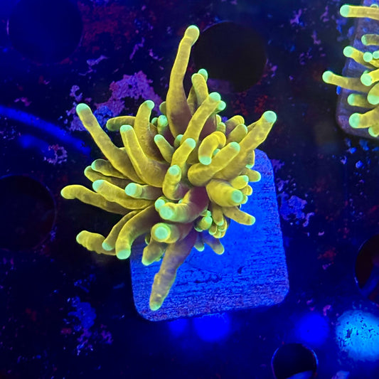 Q3-15-M12 || 1 Head Hell Fire Torch WYSIWYG