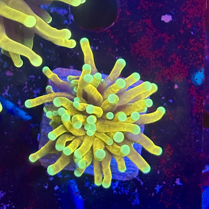 Q3-17-M12 || 1 Head Hell Fire Torch WYSIWYG