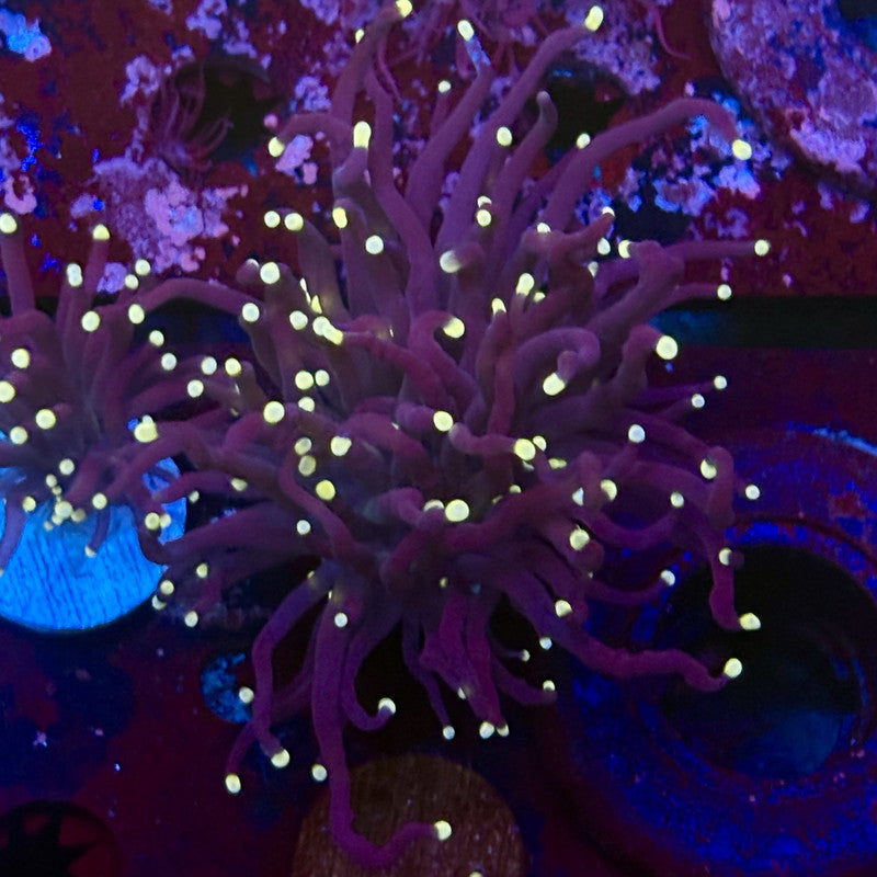 Q4-06-M12 || 2 Head Midnight Torch WYSIWYG