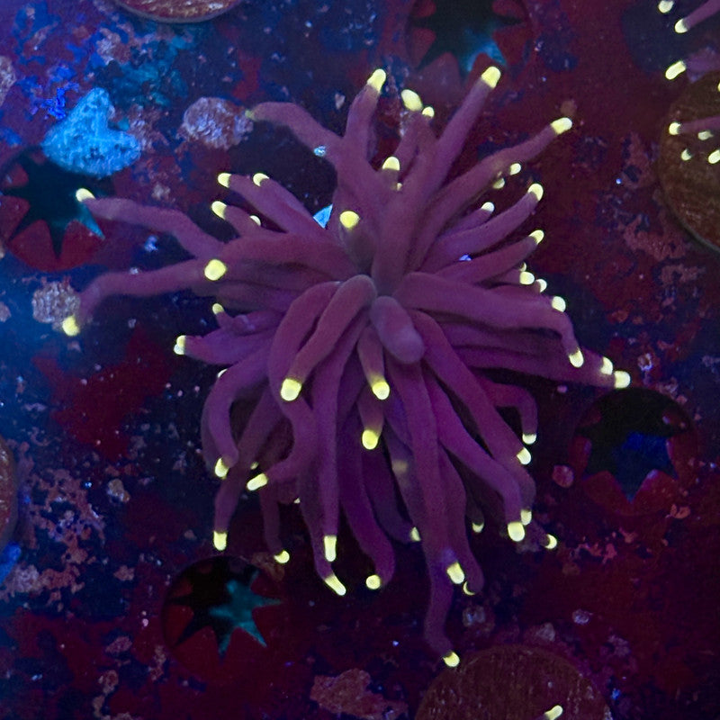 Q4-13-M12 || 1 Head Midnight Torch WYSIWYG