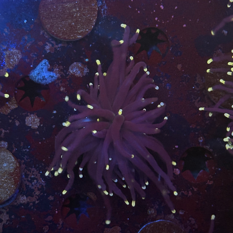 Q4-15-M12 || 1 Head Midnight Torch WYSIWYG