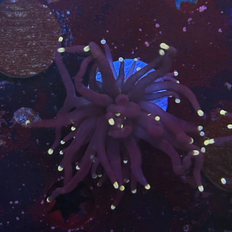 Q4-16-M12 || 1 Head Midnight Torch WYSIWYG