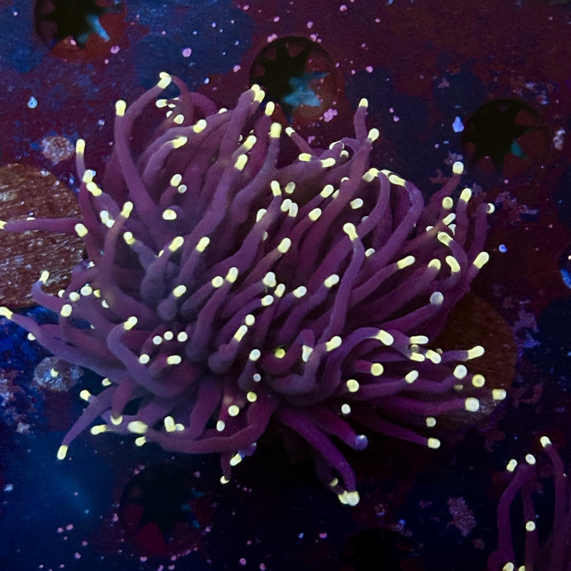 Q4-17-M12 || 2 Head Midnight Torch WYSIWYG