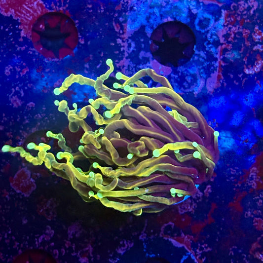 B3-19-M12 || 1 Head Dragon Fire Torch WYSIWYG