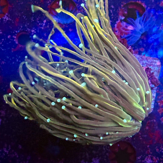 B3-20-M12 || 1 Head Dragon Tamer WYSIWYG