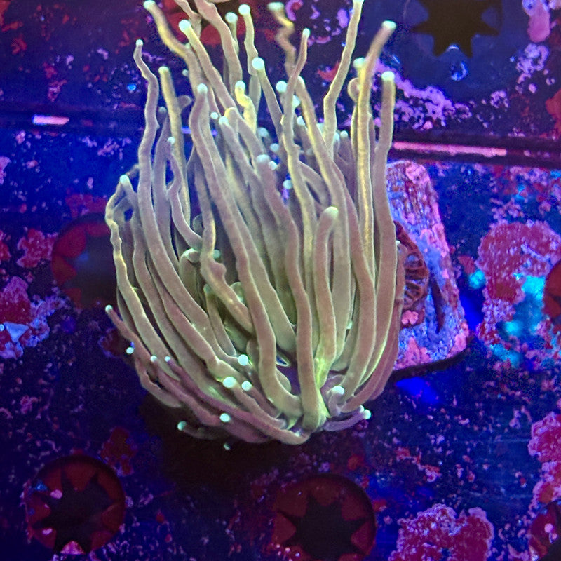 C3-05-M12 || 1 Head Dragon Tamer Torch WYSIWYG