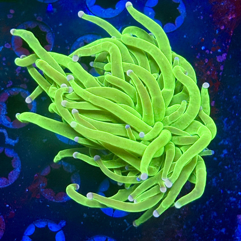 L3-06-M12 || 1 Head Malaysian Skittles Torch WYSIWYG