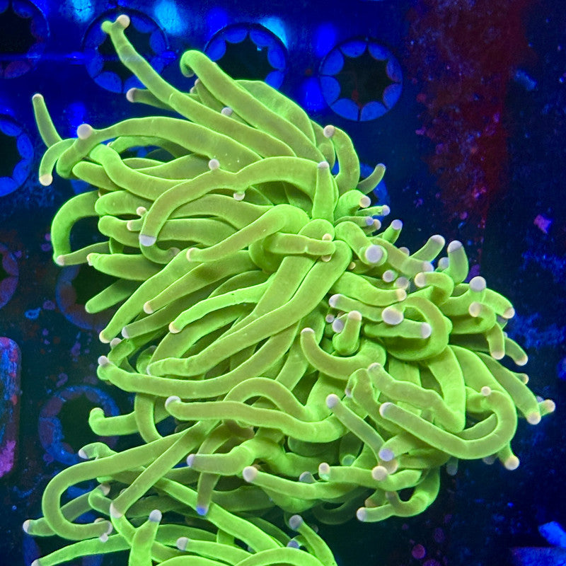 L3-09-M12 || 2 Head Malaysian Skittles Torch WYSIWYG