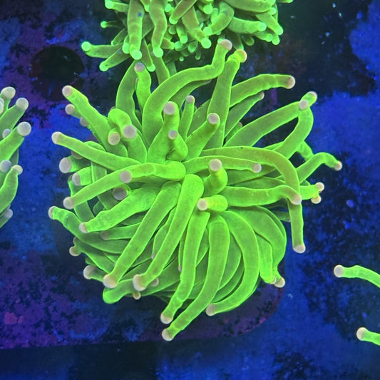 L3-15-M12 || 1 Head Malaysian Skittles Torch WYSIWYG