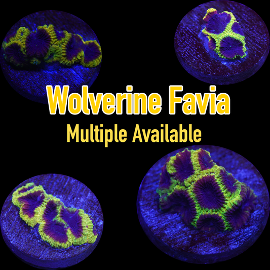 Wolverine Favia