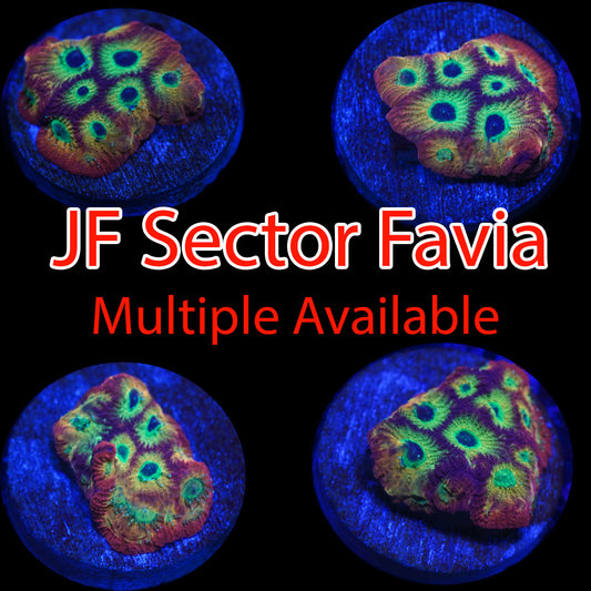 JF Sector Favia
