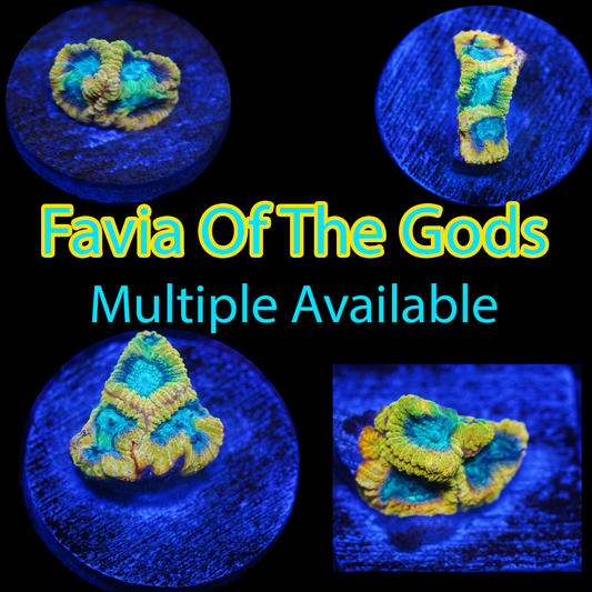 Favia Of The Gods