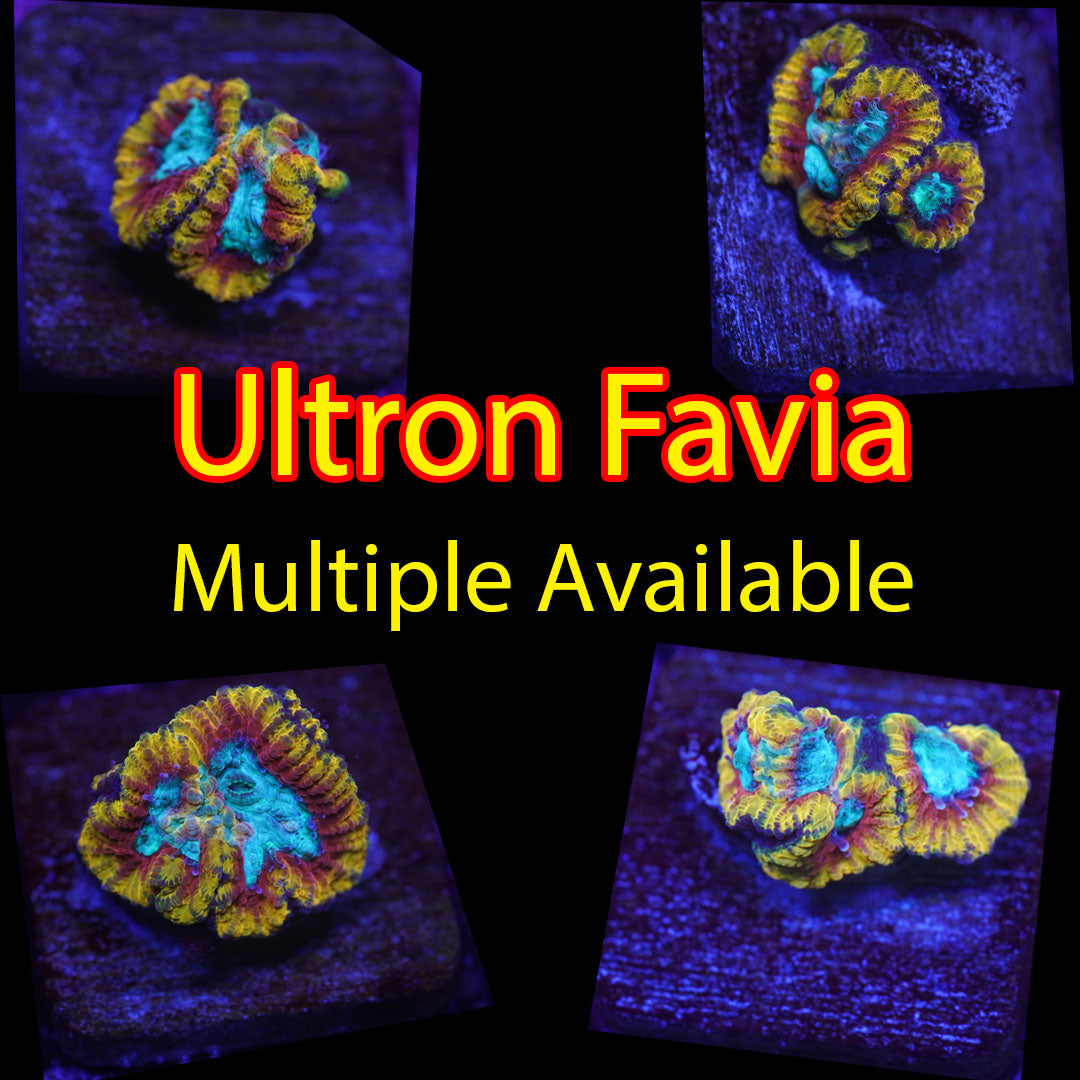 Ultron Favia
