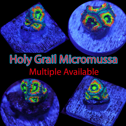Holy Grail Micromussa