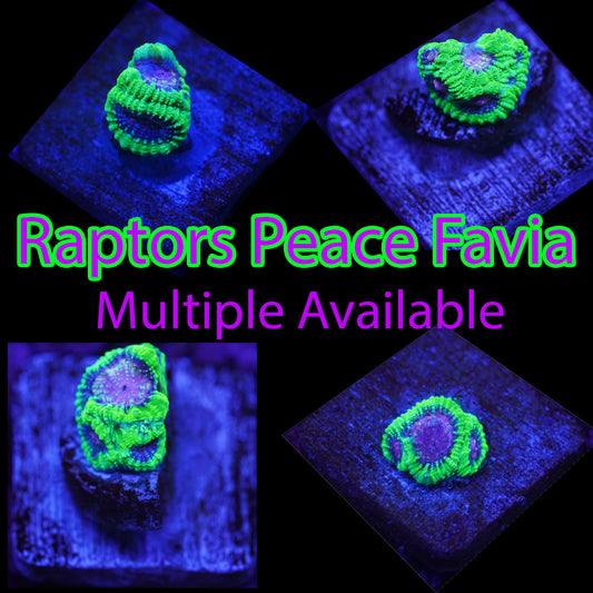 Raptors Peace Favia
