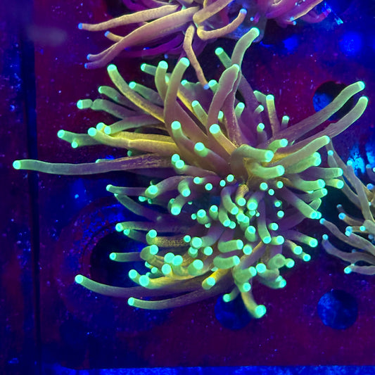 Y4-01-M11 || 2 Head Tiger Torch WYSIWYG