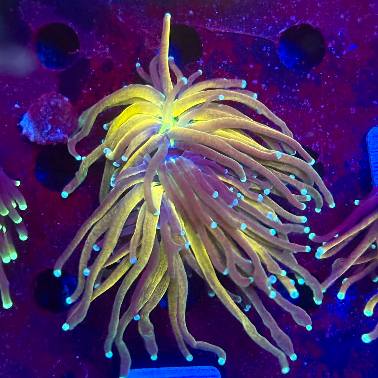 Y4-10-M11 || 2 Head Tiger Torch WYSIWYG