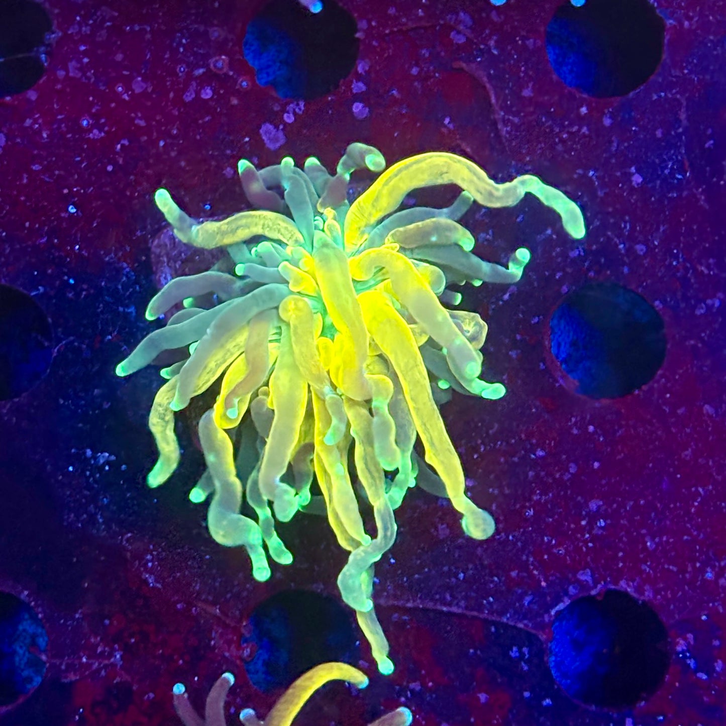 Y4-11-M11 || 1 Head Tiger Torch WYSIWYG