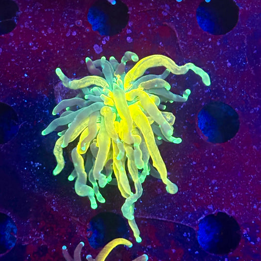 Y4-11-M11 || 1 Head Tiger Torch WYSIWYG