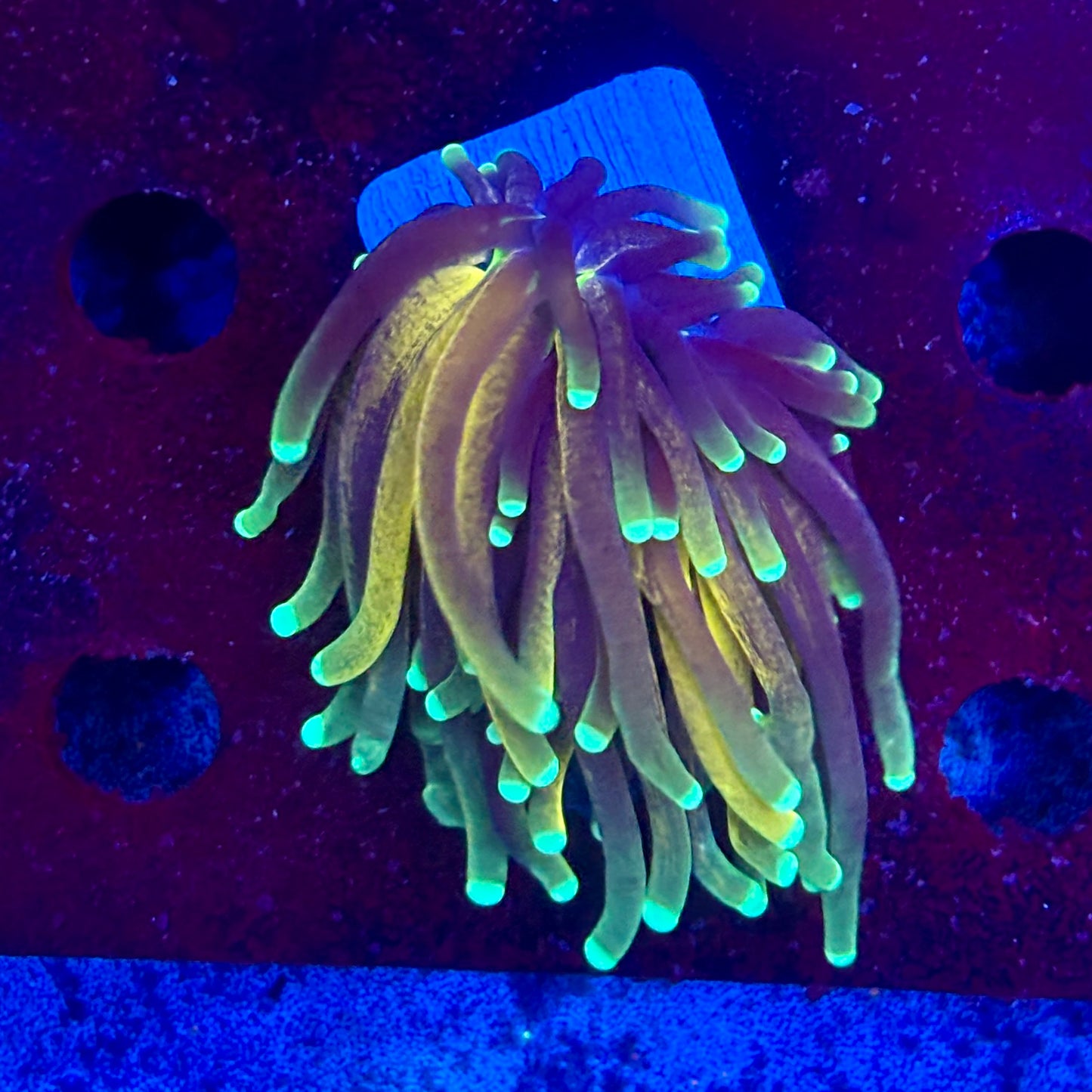 Y4-13-M11 || 1 Head Tiger Torch WYSIWYG