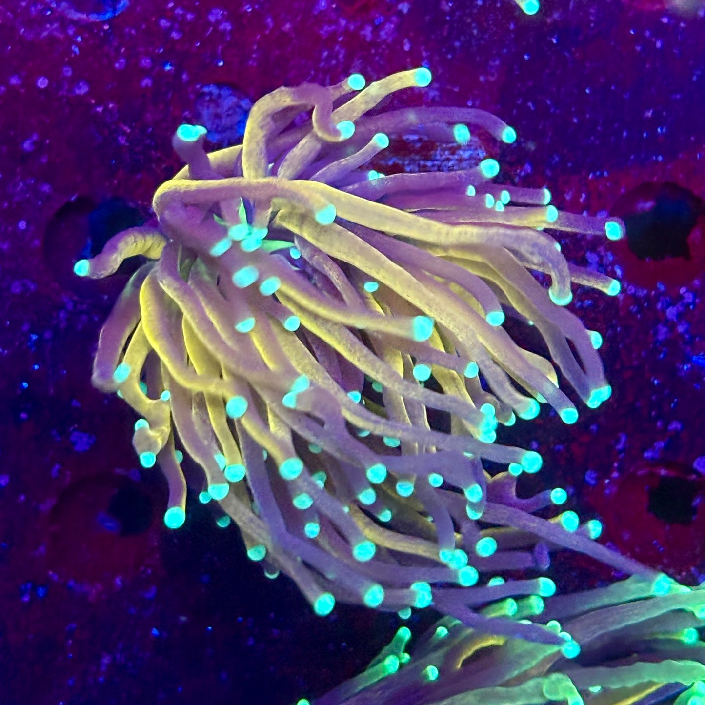 C2-03-M11|| 2 Head Tiger Torch WYSIWYG