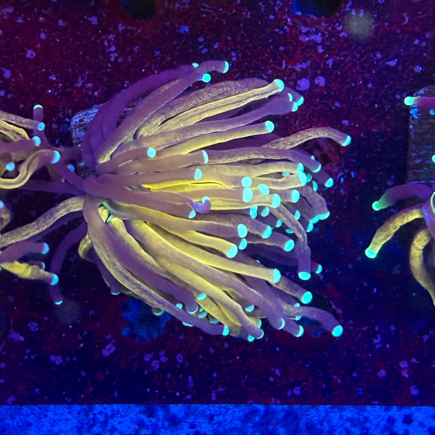 C2-05-M11 || 1 Head Tiger Torch WYSIWYG